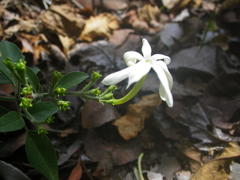 Jasminum fluminense fluminense