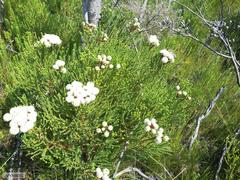 Trichostetha capensis capensis