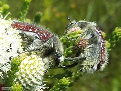Trichostetha capensis capensis