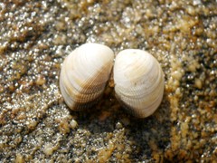 Ruditapes decussatus