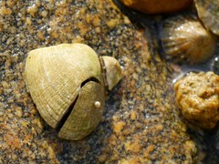 Ruditapes decussatus