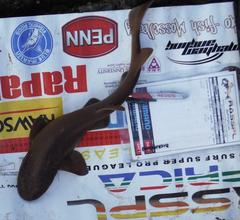 Haploblepharus fuscus