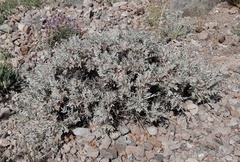 Oxytropis tragacanthoides