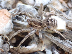 Lycosa tarantula