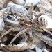 Lycosa tarantula - Photo (c) bcarbuccia, algunos derechos reservados (CC BY-NC)