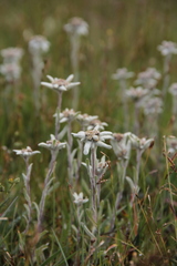 Leontopodium ochroleucum