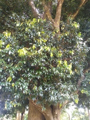 Nothopegia monadelpha macrocarpa