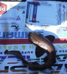 Haploblepharus fuscus