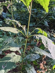 Eutrochium purpureum