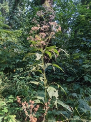 Eutrochium purpureum