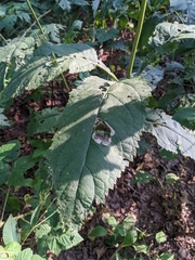 Eutrochium purpureum