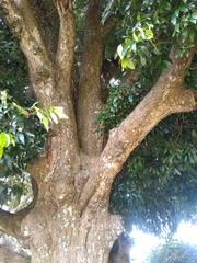 Nothopegia monadelpha macrocarpa