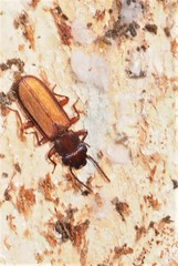 Platisus angusticollis