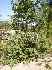 Alnus hirsuta