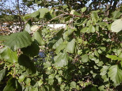 Alnus hirsuta
