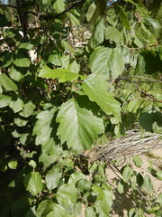Alnus hirsuta