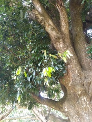 Nothopegia monadelpha macrocarpa