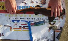 Haploblepharus fuscus