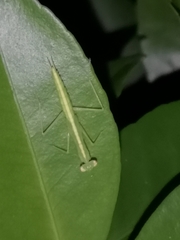 Tropidomantis tenera