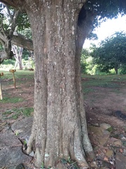 Nothopegia monadelpha macrocarpa