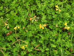 Lotus corniculatus
