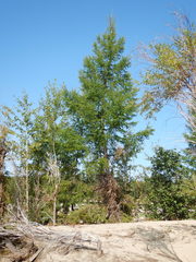 Larix gmelinii