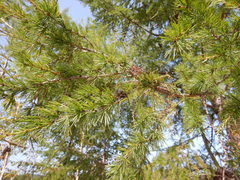 Larix gmelinii