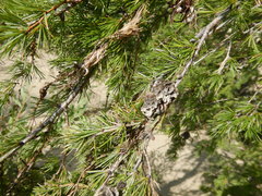 Larix gmelinii