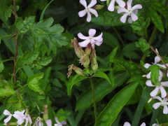 Saponaria officinalis