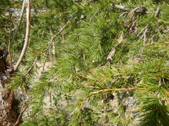 Larix gmelinii