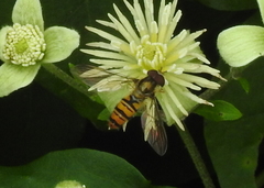 Episyrphus balteatus
