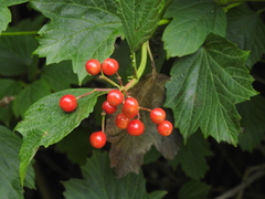 Viburnum opulus