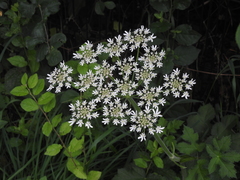 Heracleum sphondylium sphondylium