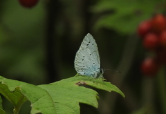 Celastrina argiolus