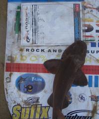 Haploblepharus fuscus