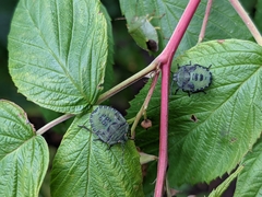 Palomena prasina