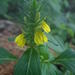 Yellow Justicia - Photo (c) Sylvain Piry, some rights reserved (CC BY-NC), uploaded by Sylvain Piry