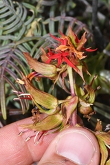 Melianthus pectinatus