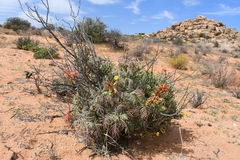 Melianthus pectinatus