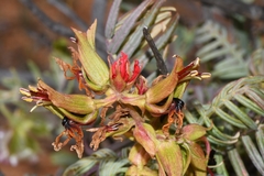 Melianthus pectinatus