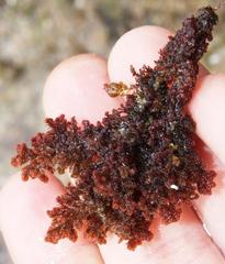 Spyridia hypnoides