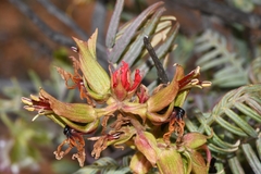 Melianthus pectinatus