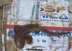 Haploblepharus fuscus