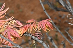 Melianthus pectinatus