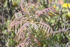 Melianthus pectinatus