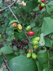 Lindera benzoin