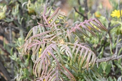 Melianthus pectinatus