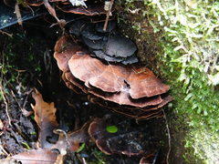 Hymenochaete microcycla