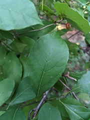 Lindera benzoin