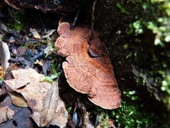 Hymenochaete microcycla